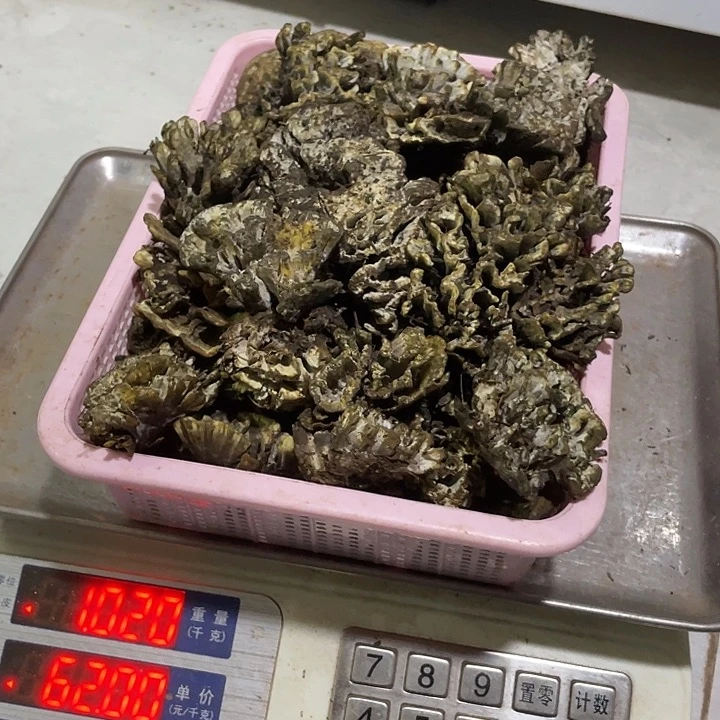 干巴菌超好吃中国大陆