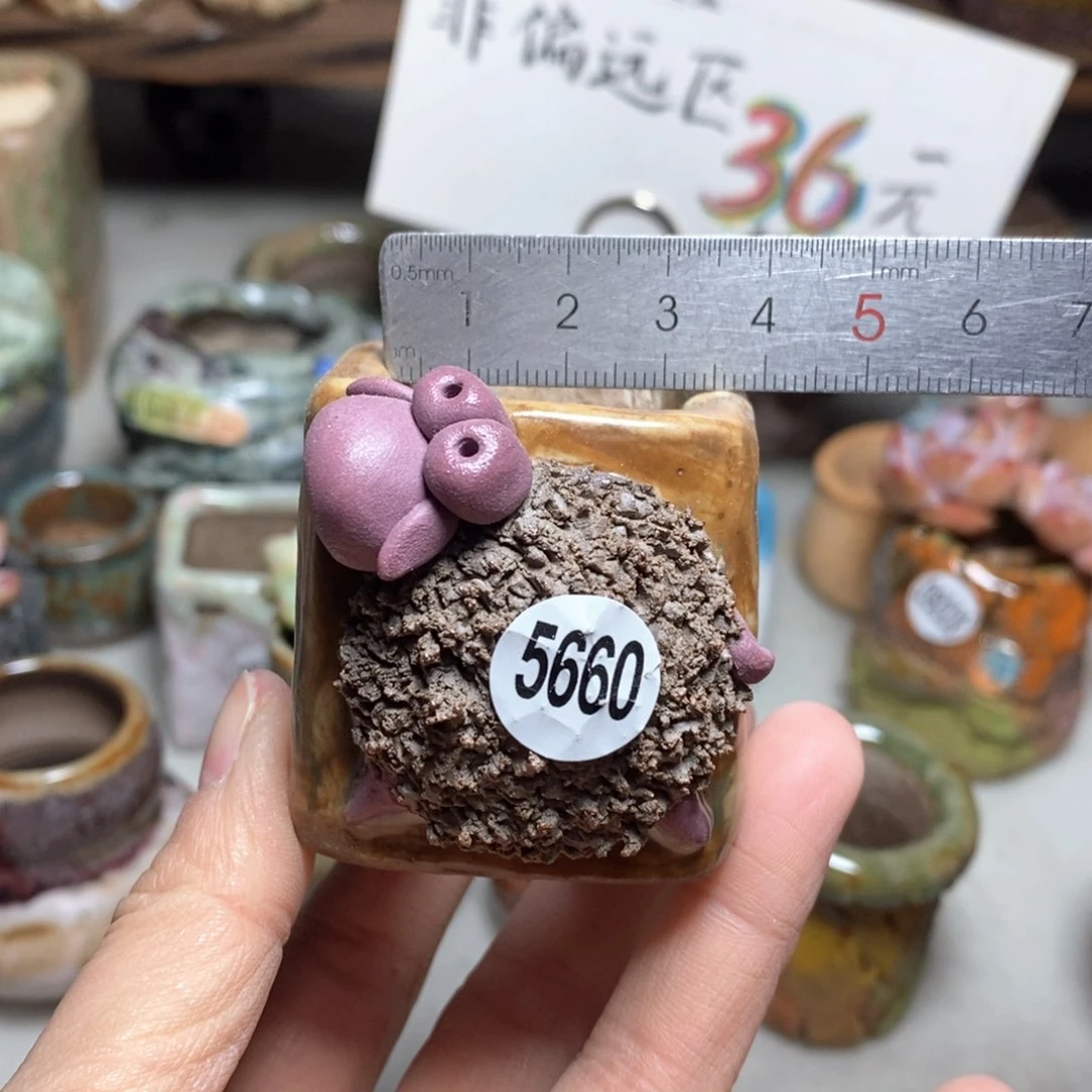 特价不退不换花盆拍3送一个小礼物