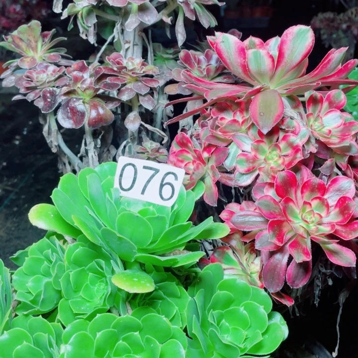 多肉植物组合076