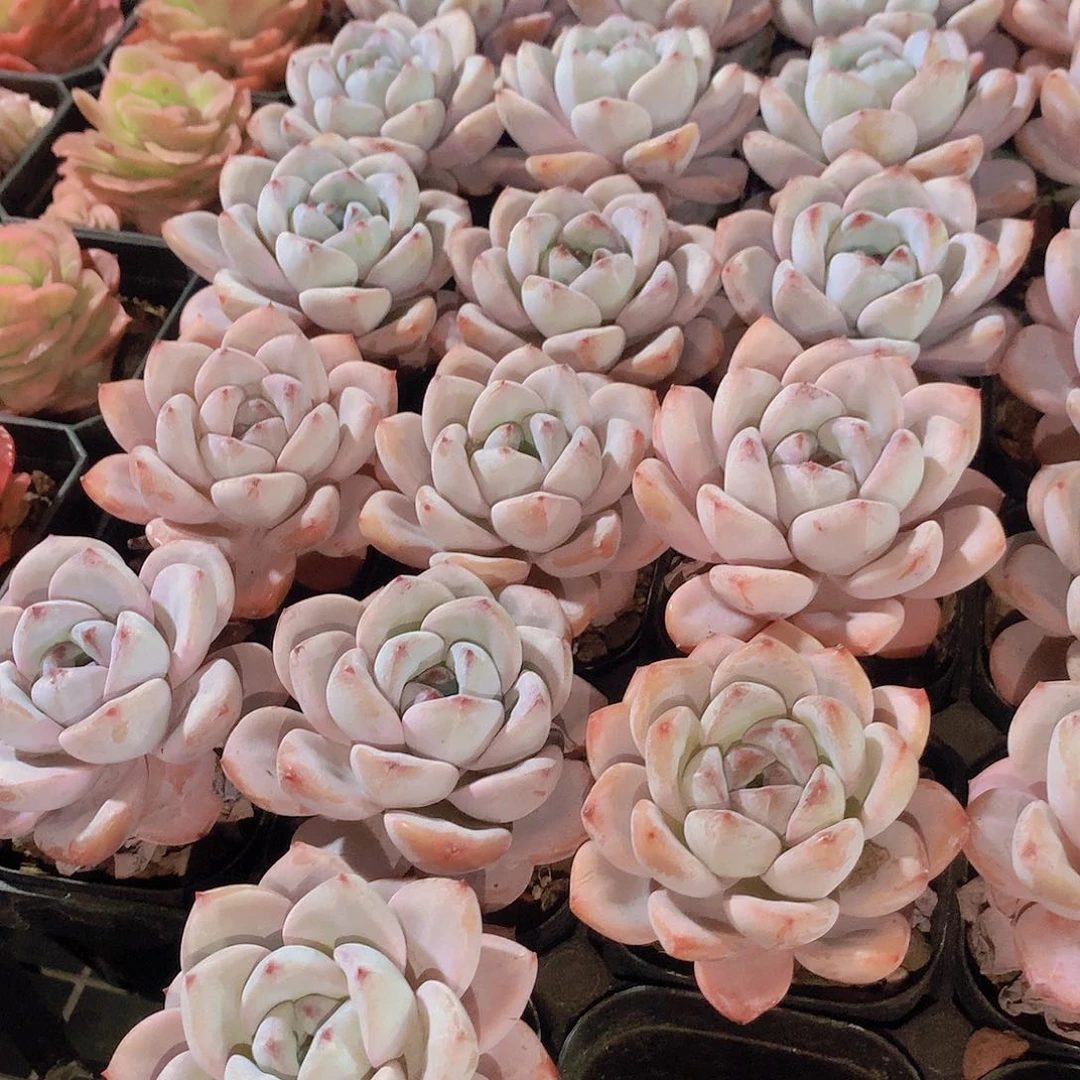 星星雪2457789900000