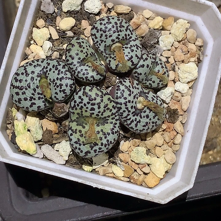 精品多肉植物精品多肉黑点安贞