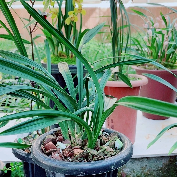 f***r无花朵一物一漂亮开花