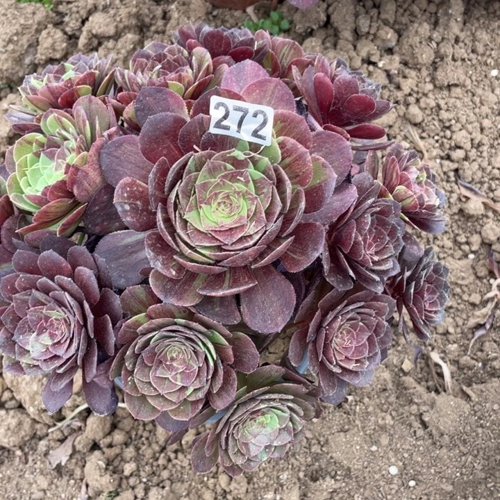 ꧁****272多肉植物花月夜