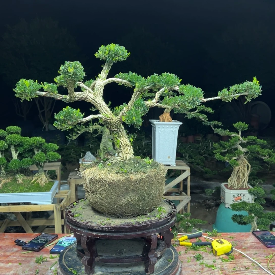 广东皱皮雀舌黄杨