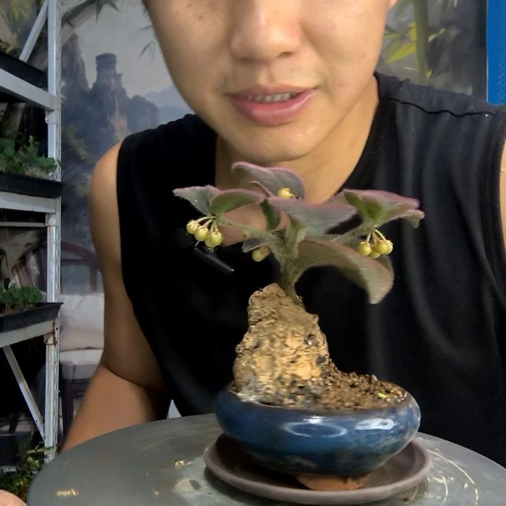 彩***记中青园艺一物一拍414