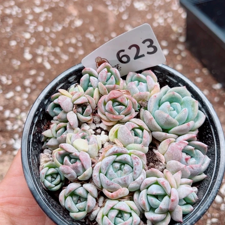 多肉植物多肉植物