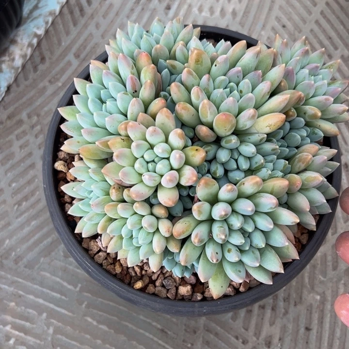 七彩奶糖自然群无砍头
