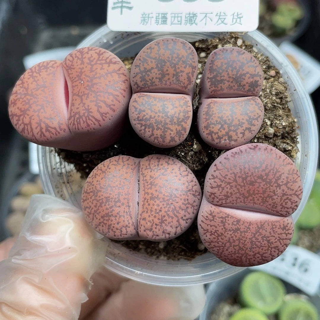 5950000000花花花花花花花花
