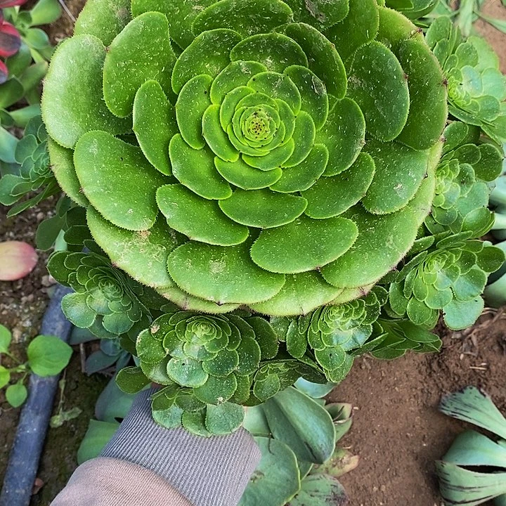 武***宇多肉植物法师