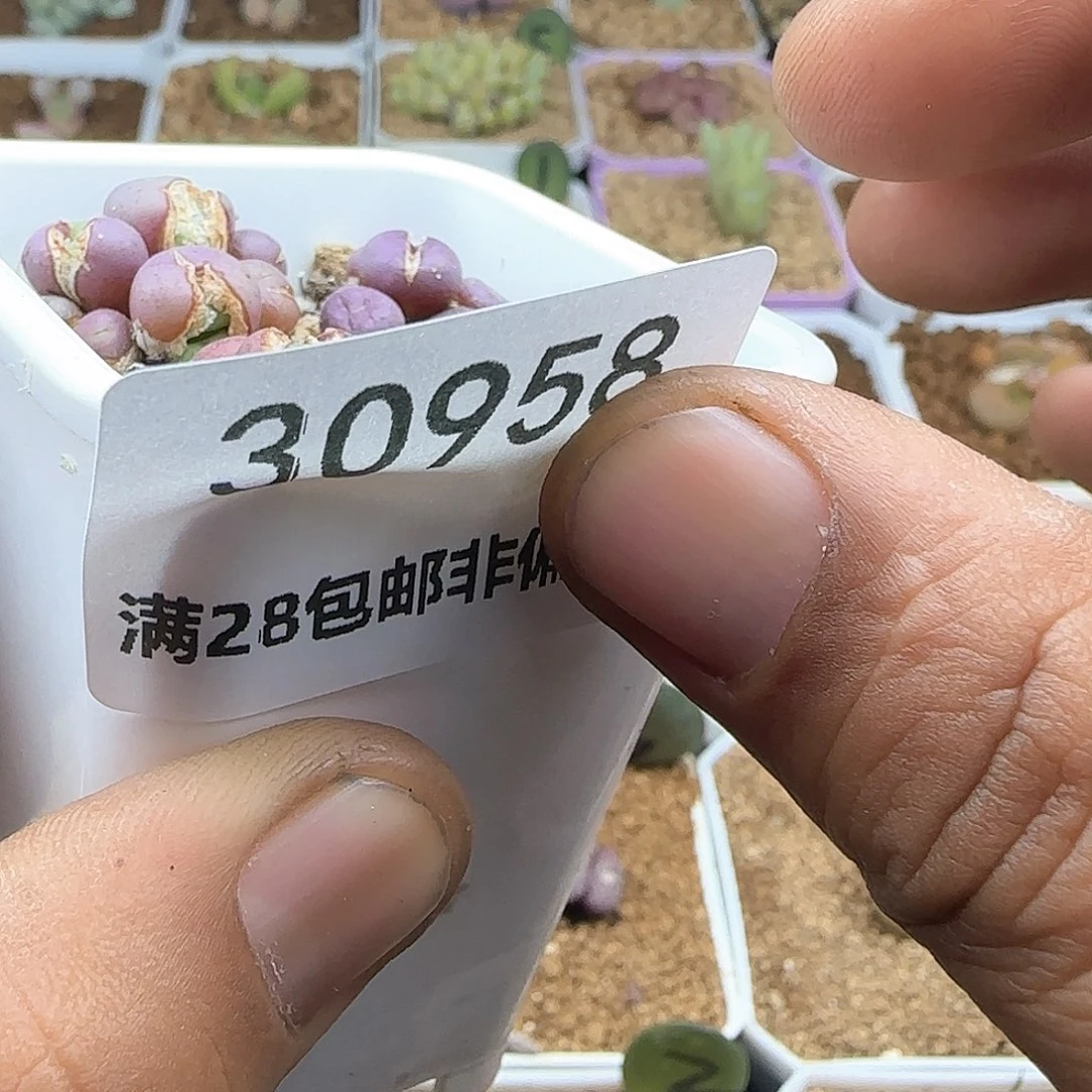 d**o把可口可乐了看看30959