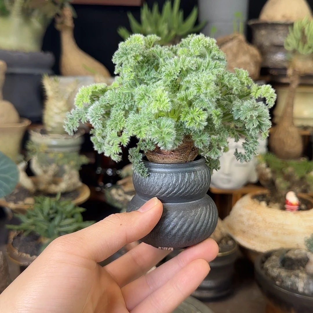 一物一拍羽叶洋葵160