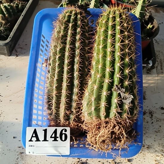 完全开放品种苗毛花柱a146