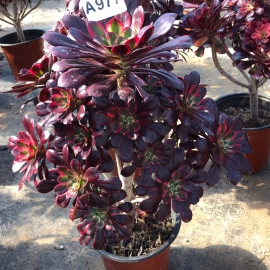 法师多肉植物玻*心法师977