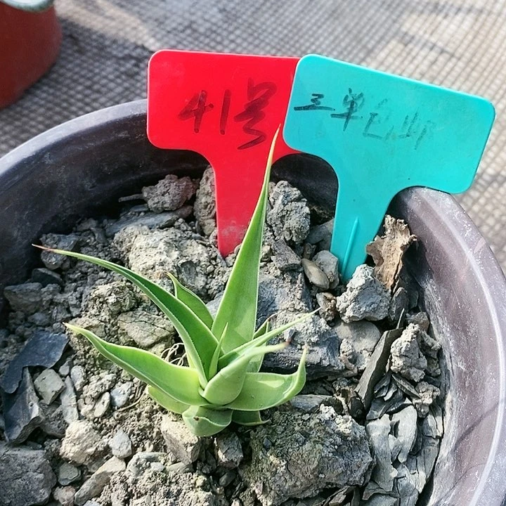 【闪购商品】无花朵龙舌兰章鱼