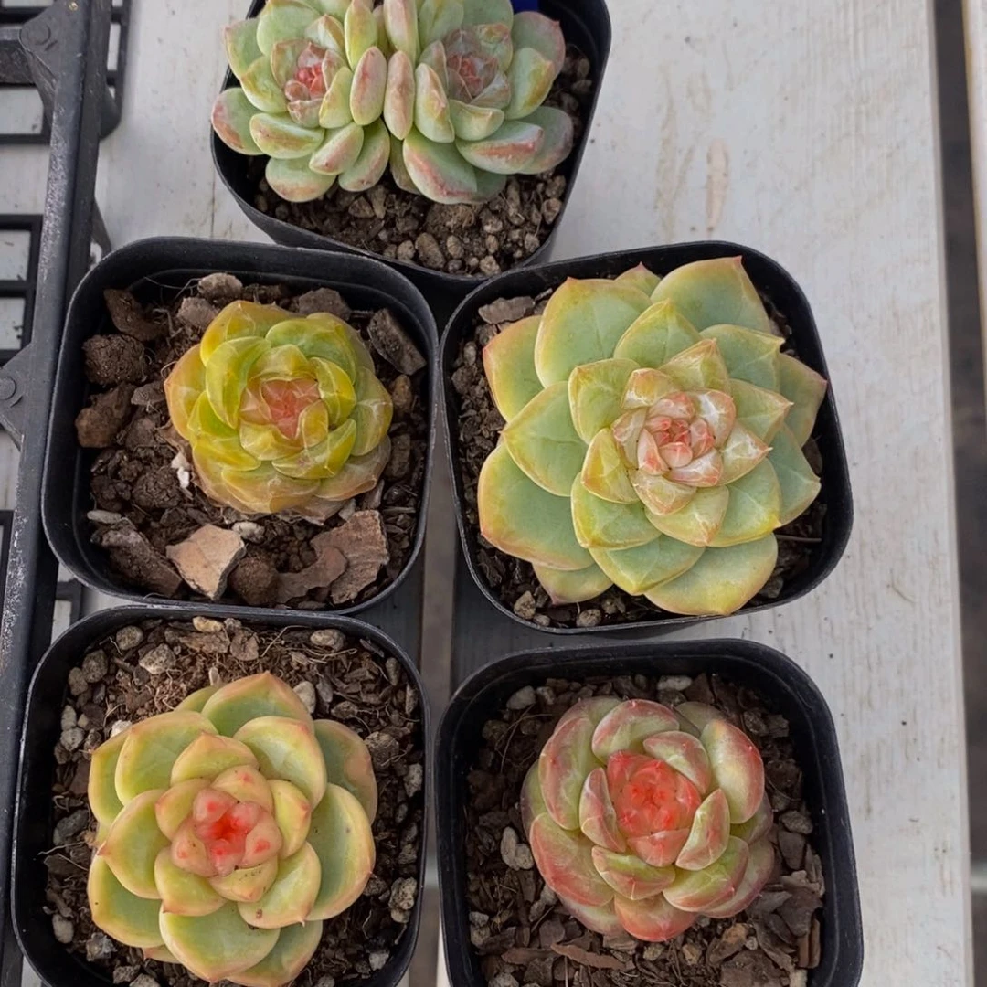 30-精品糖心五个