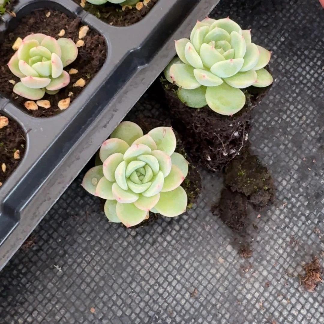 282号珍妮两颗量拍28-169