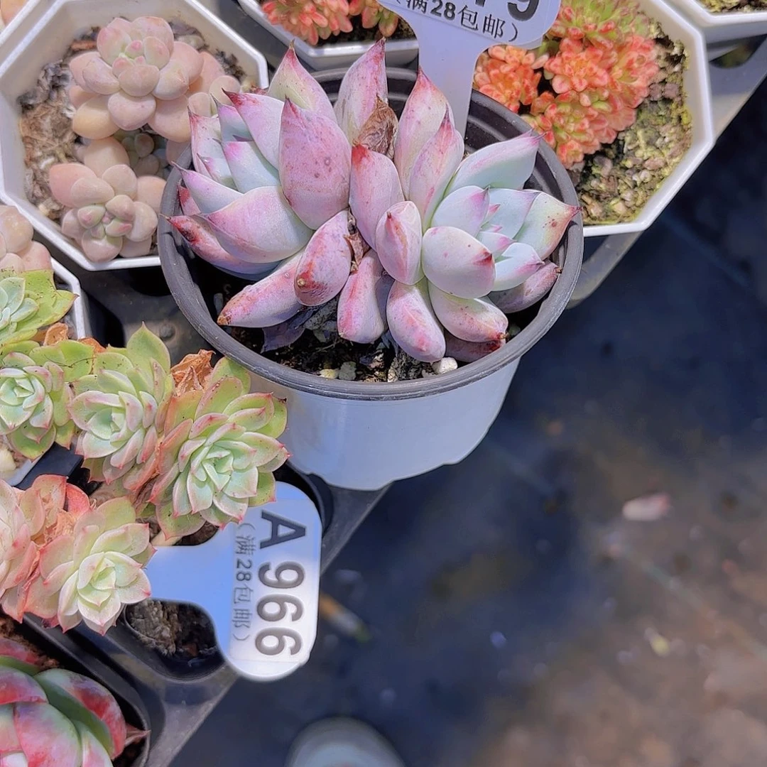 A779野卡一物一拍