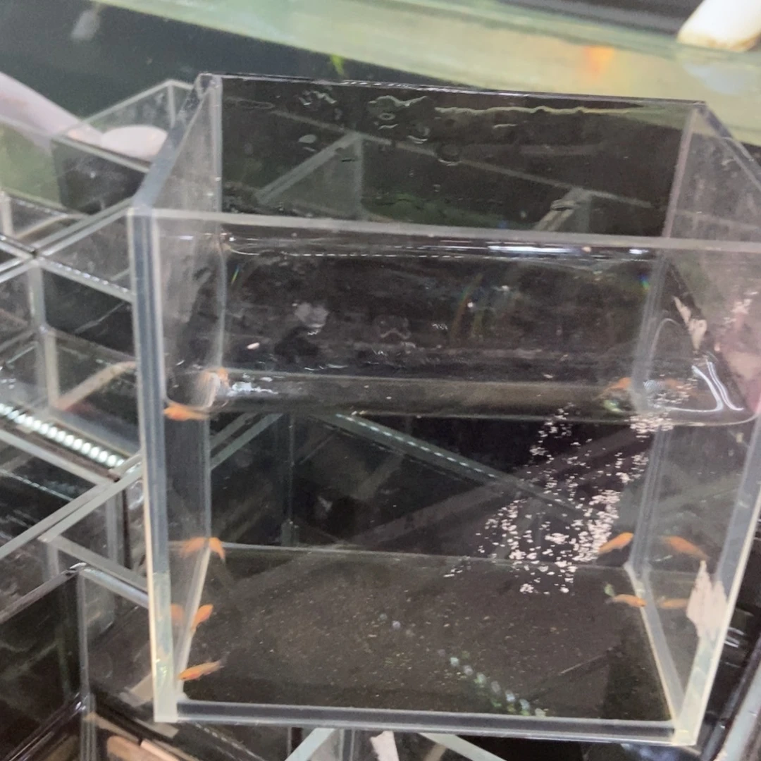 斗鱼包活不包损所见即所得206