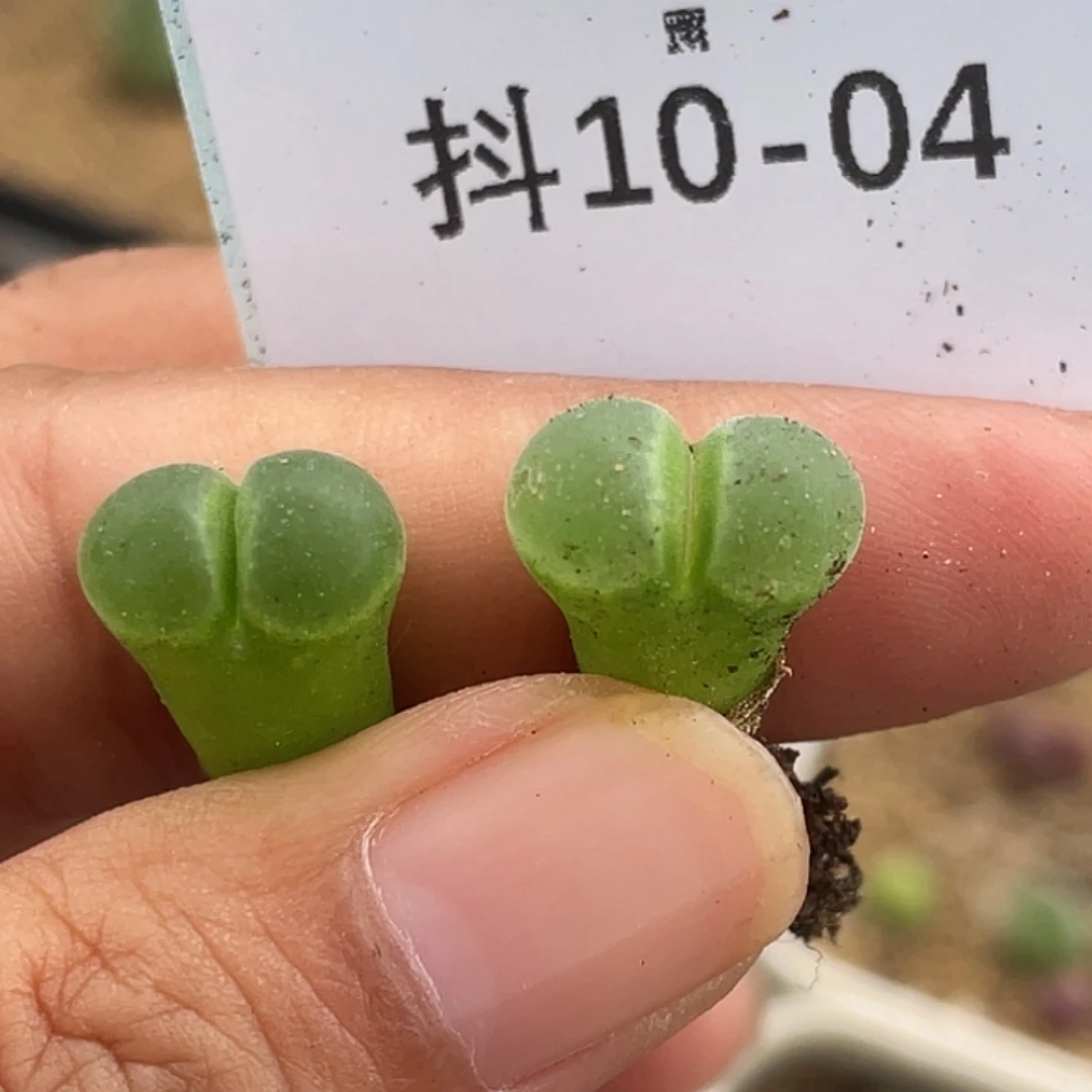 10-4极窗风铃肉锥