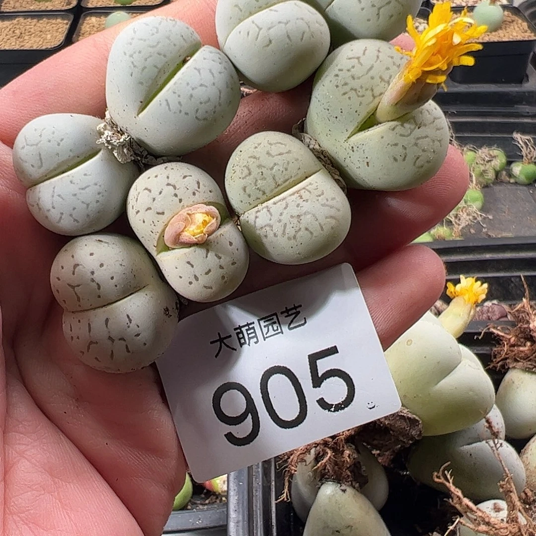 一物一拍。      905