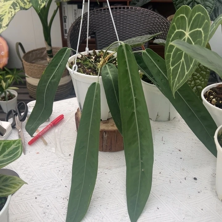 不开花植物原桩进口银脉丝绸