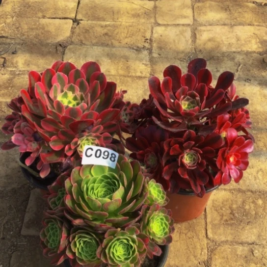 无花朵家****》法师多肉植物098