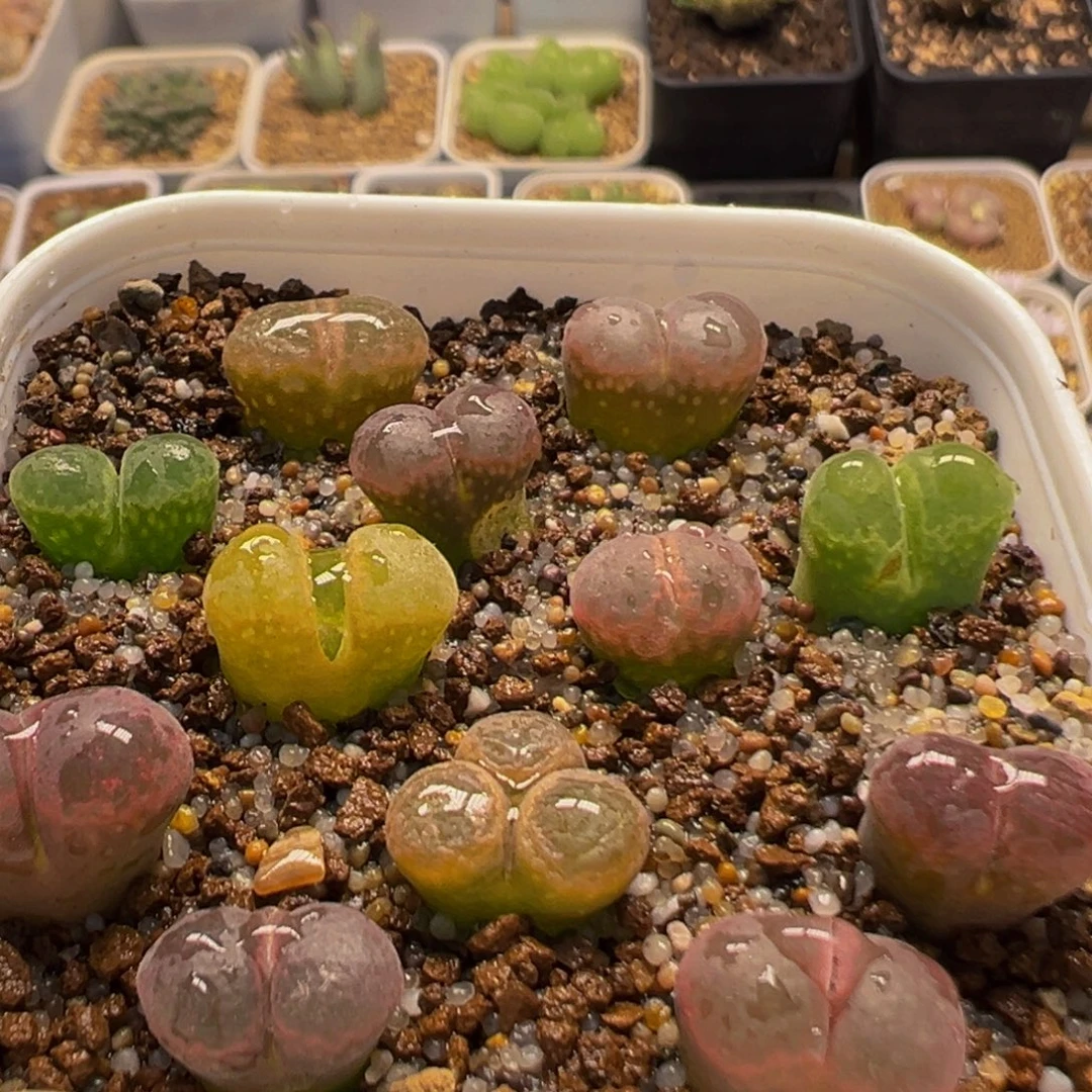 89多肉植物百科植物