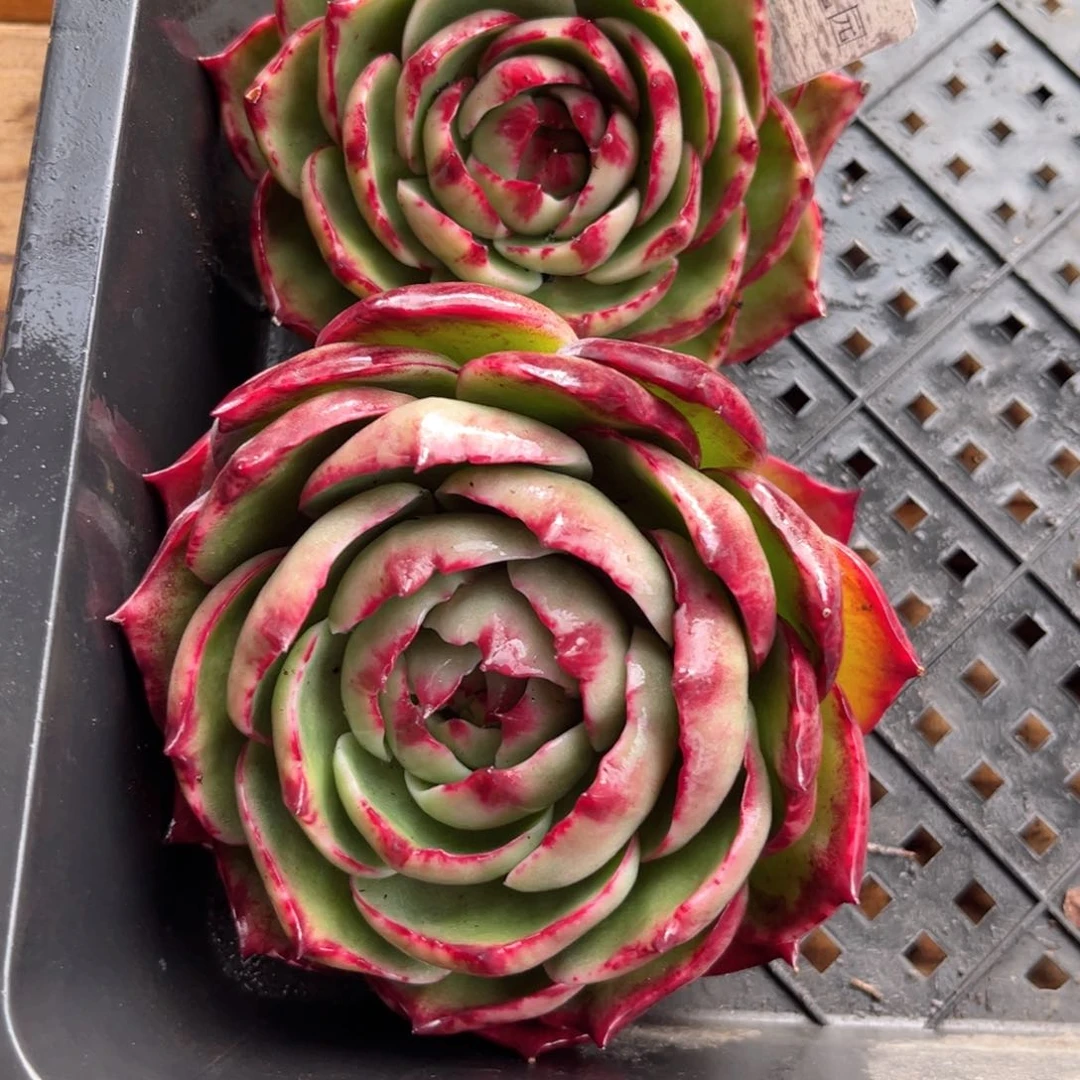 一****强1.12-21惊鸿两个111111111