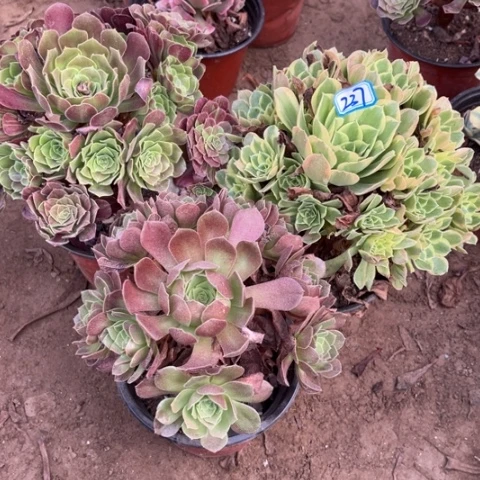 237多肉植物组合,