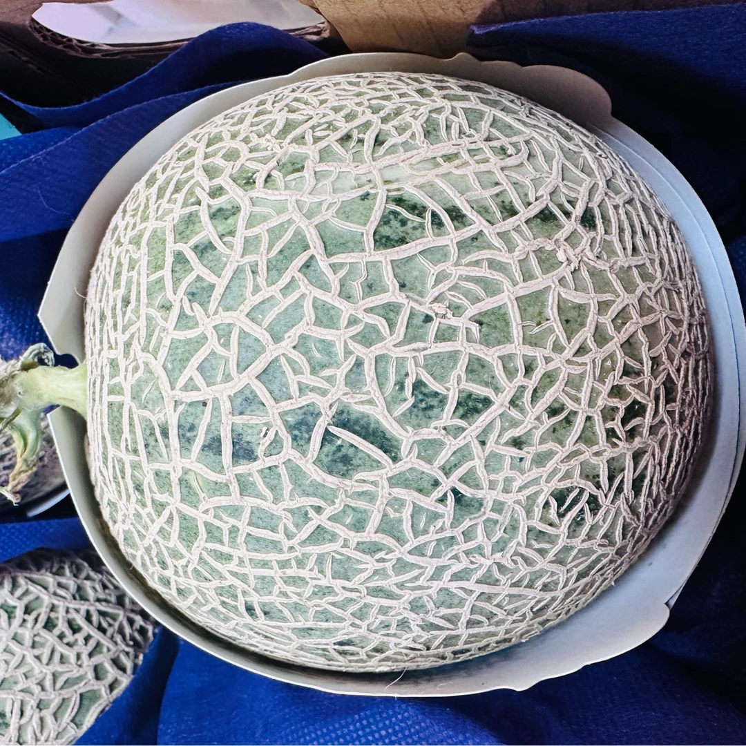 【春季新品】九州巴郎网纹瓜1头2斤±（纯甜/汁水足）