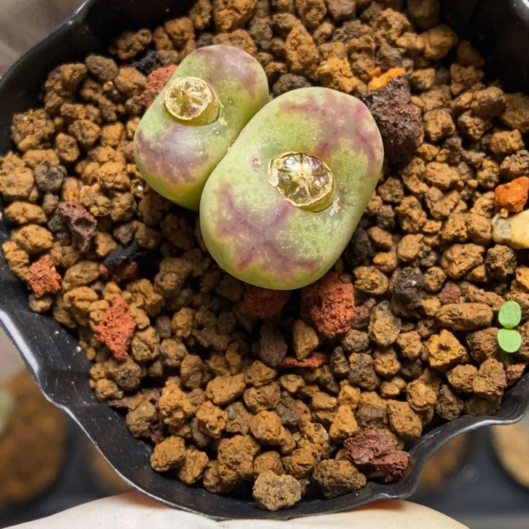 多肉植物肉锥杂交K-4904
