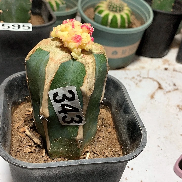 清**筑龙神嫁接石化锦343