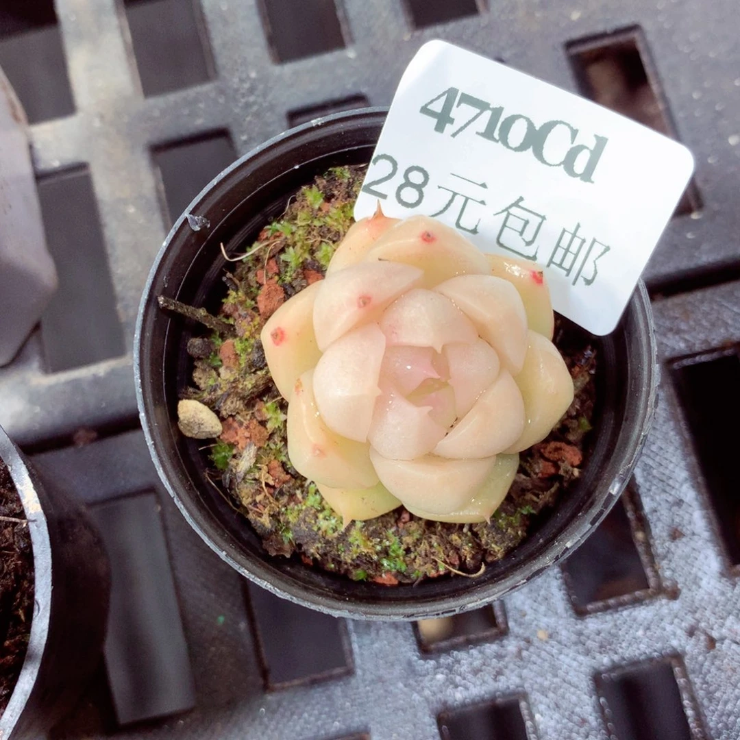 5厘米盆精控多肉4710