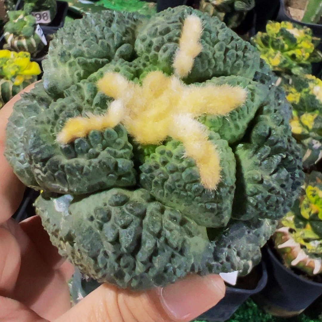 无花朵福利龟甲牡丹100