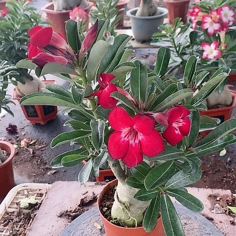 【闪购商品】无花朵微***Z