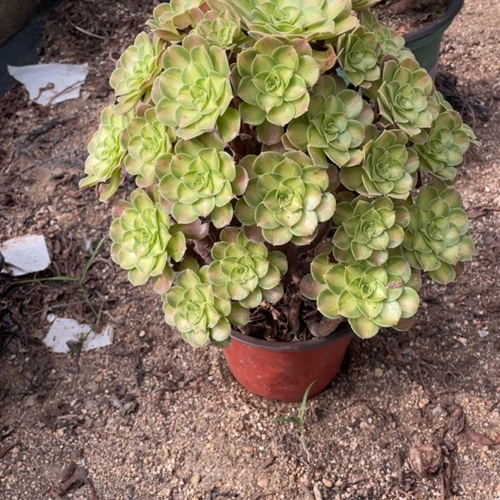 默***默194号韶华多肉植物