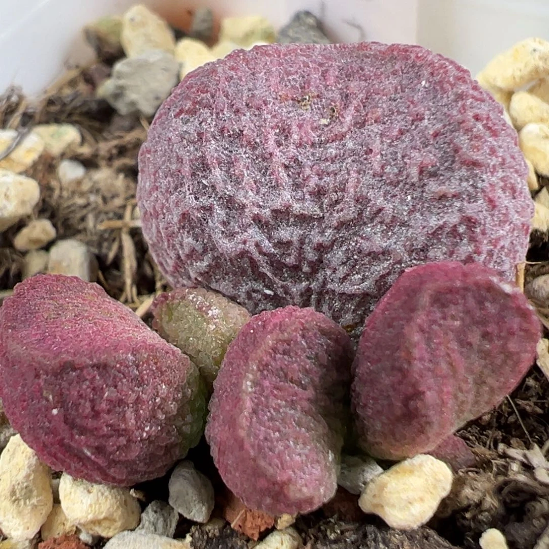 w红烧肉多肉植物水泡