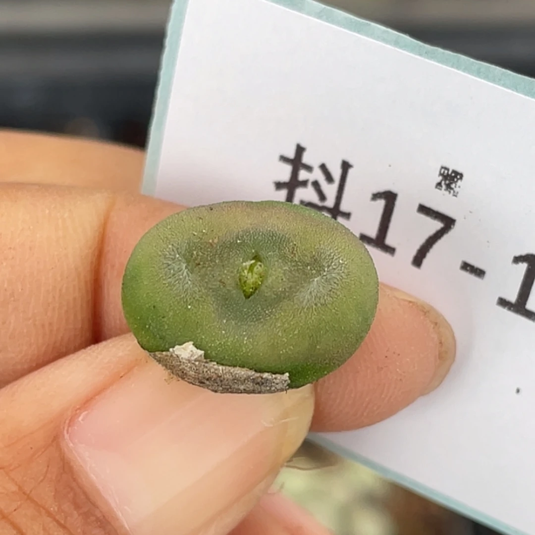 17-18水晶鞋多肉植物