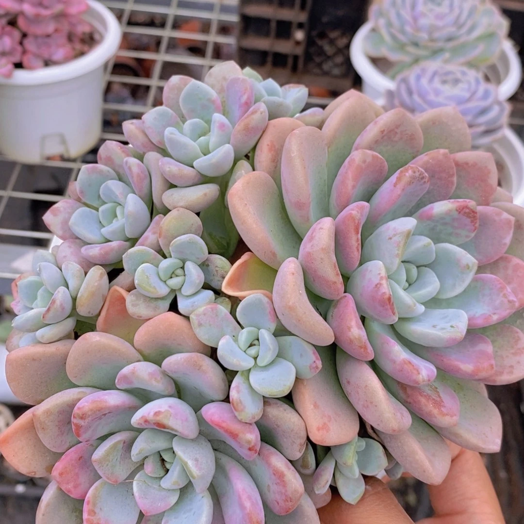 花斑鹿双头起发带崽