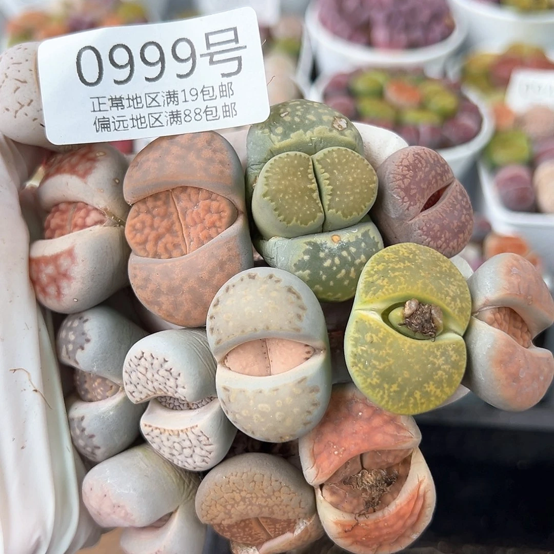好养易活生石花大母本0999共13颗