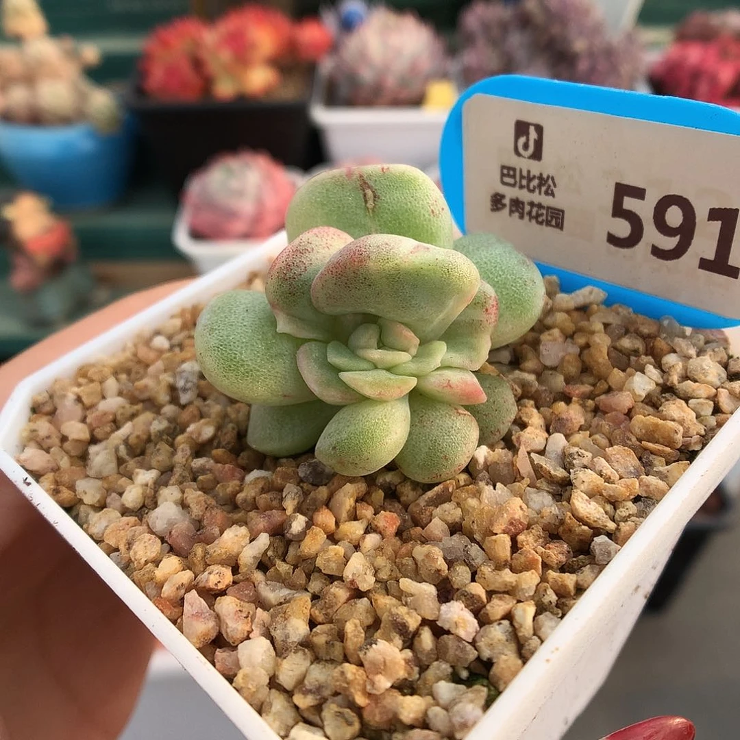 591虾饺型冰玉石化多肉植物