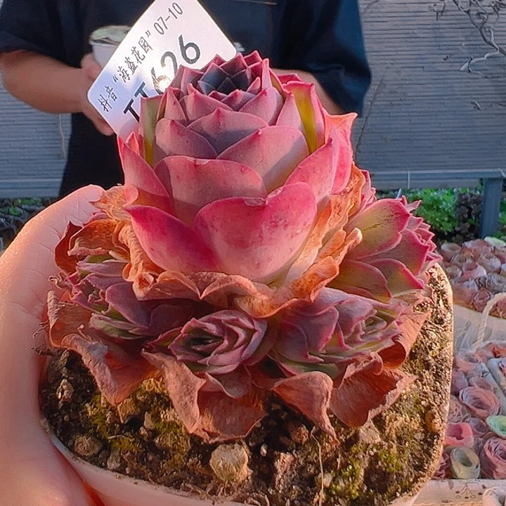 球****TT626。 福袋。