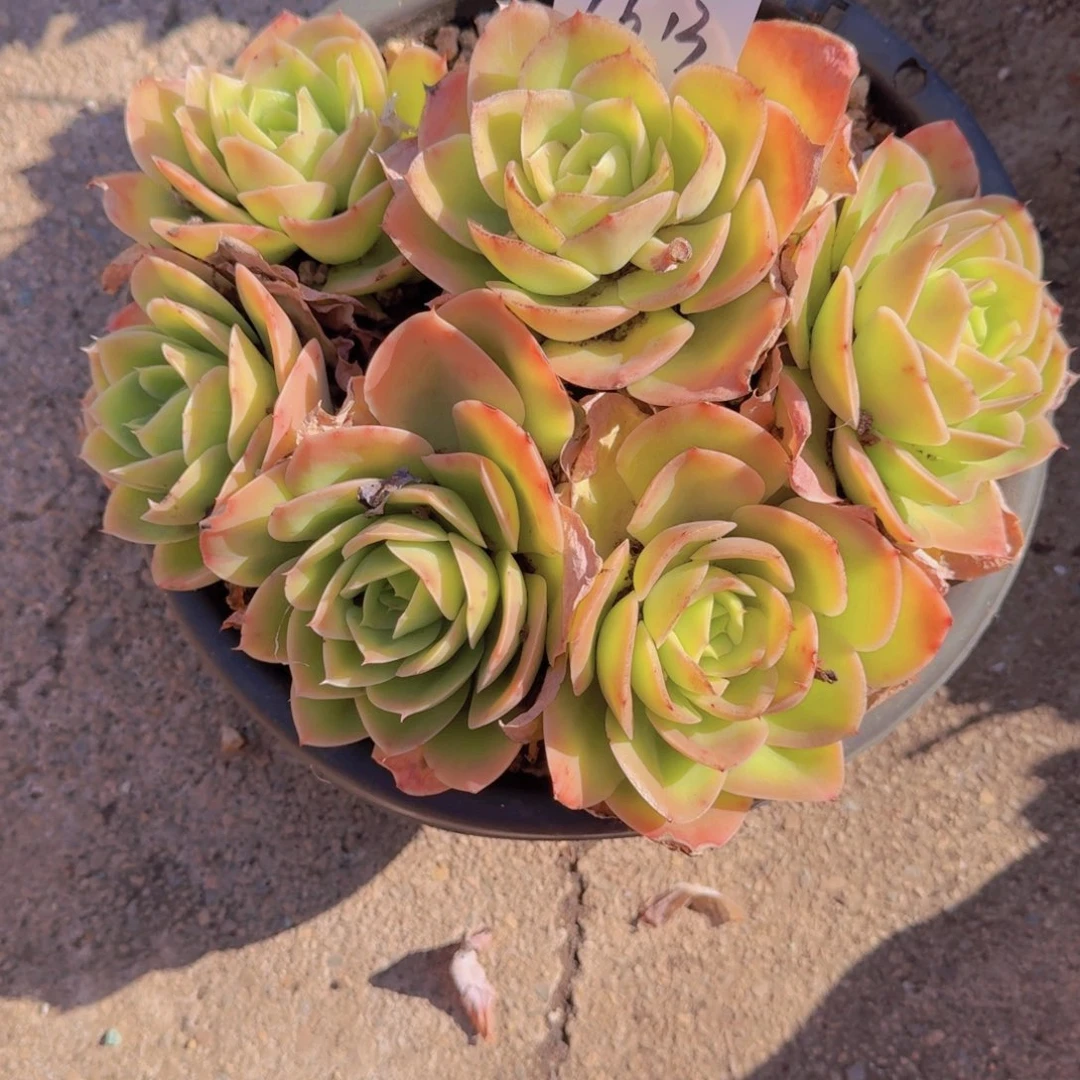 1613星娜塔多肉植物