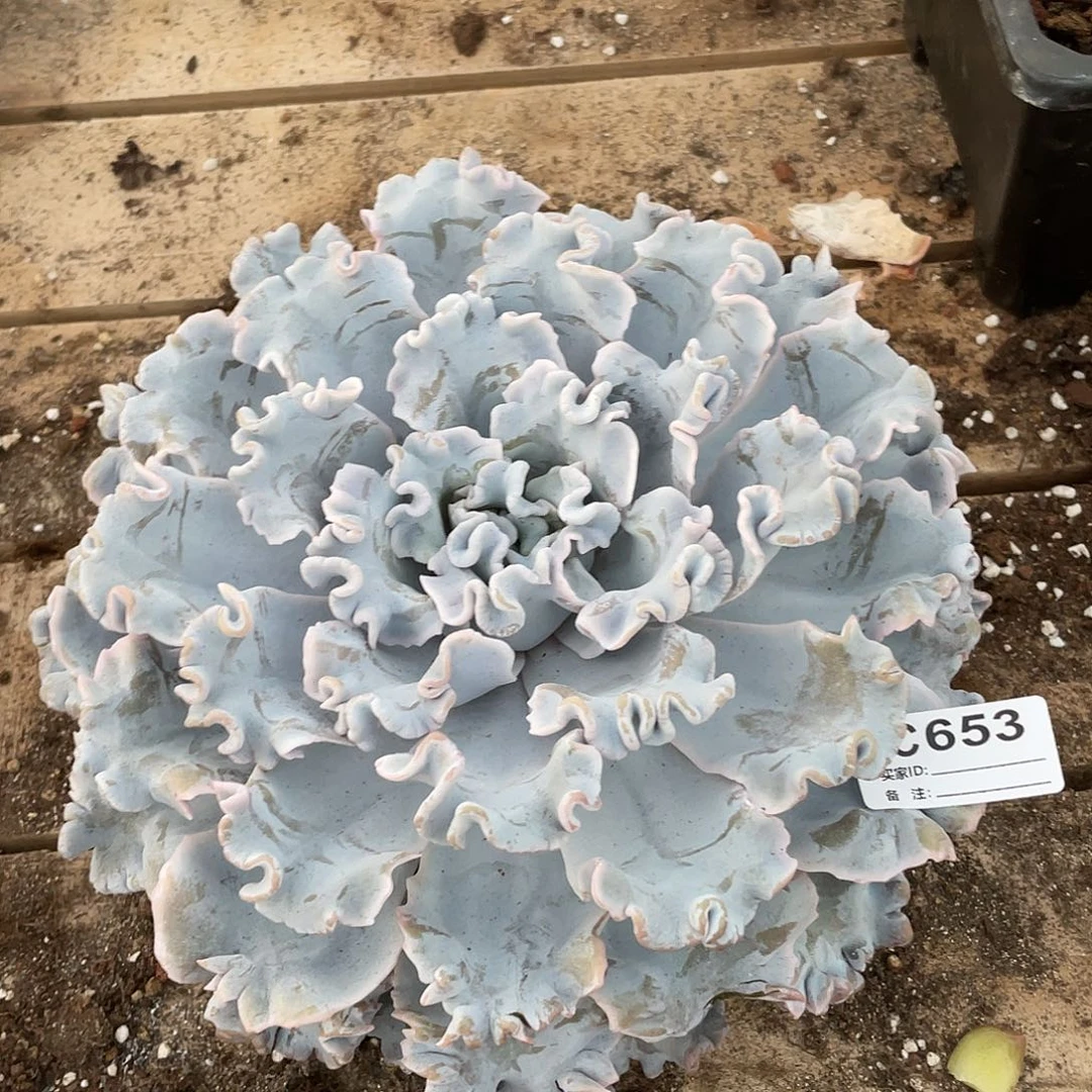 若如东云单拍C653