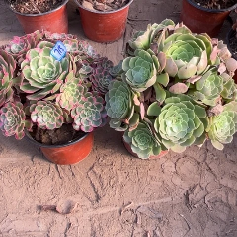 715多肉植物组合，