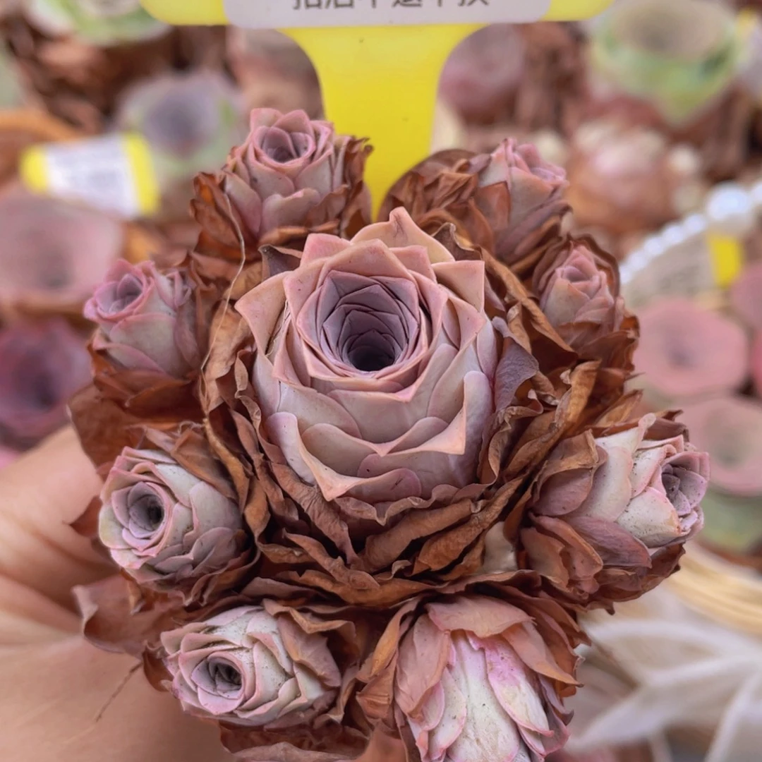 山地玫瑰Z713断枝不包损不售后