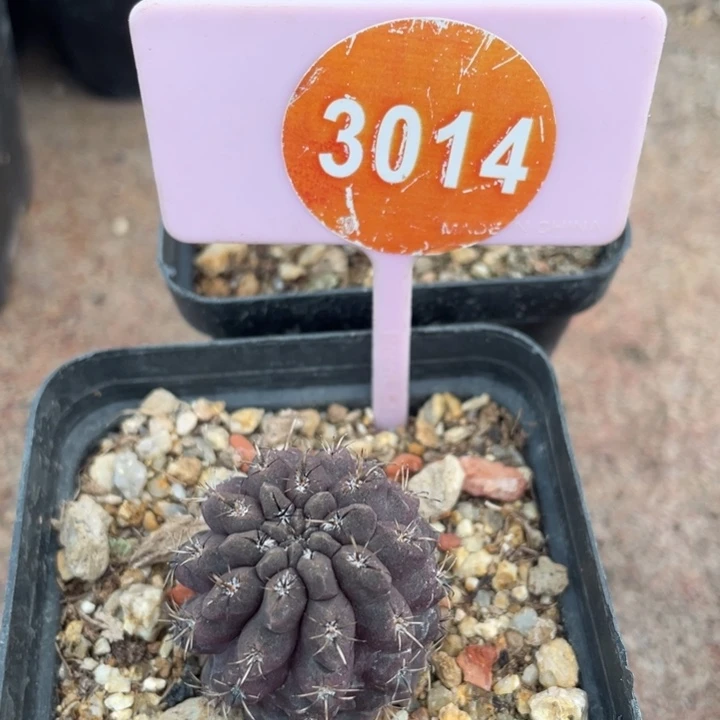 星***辰实生雷头3014000000000