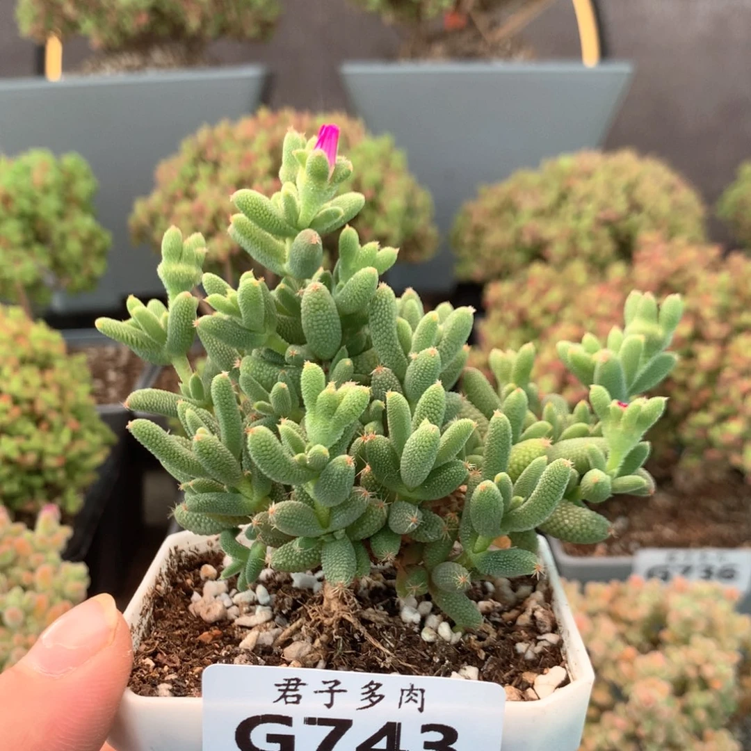 743玉米。