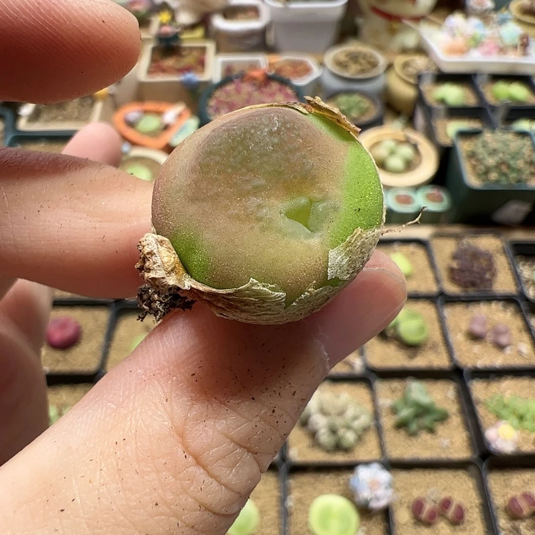 【闪购商品】96 缀