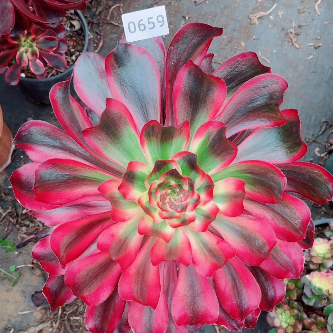 红魔女特价多肉发货